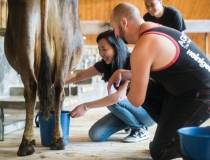 Milking a cow